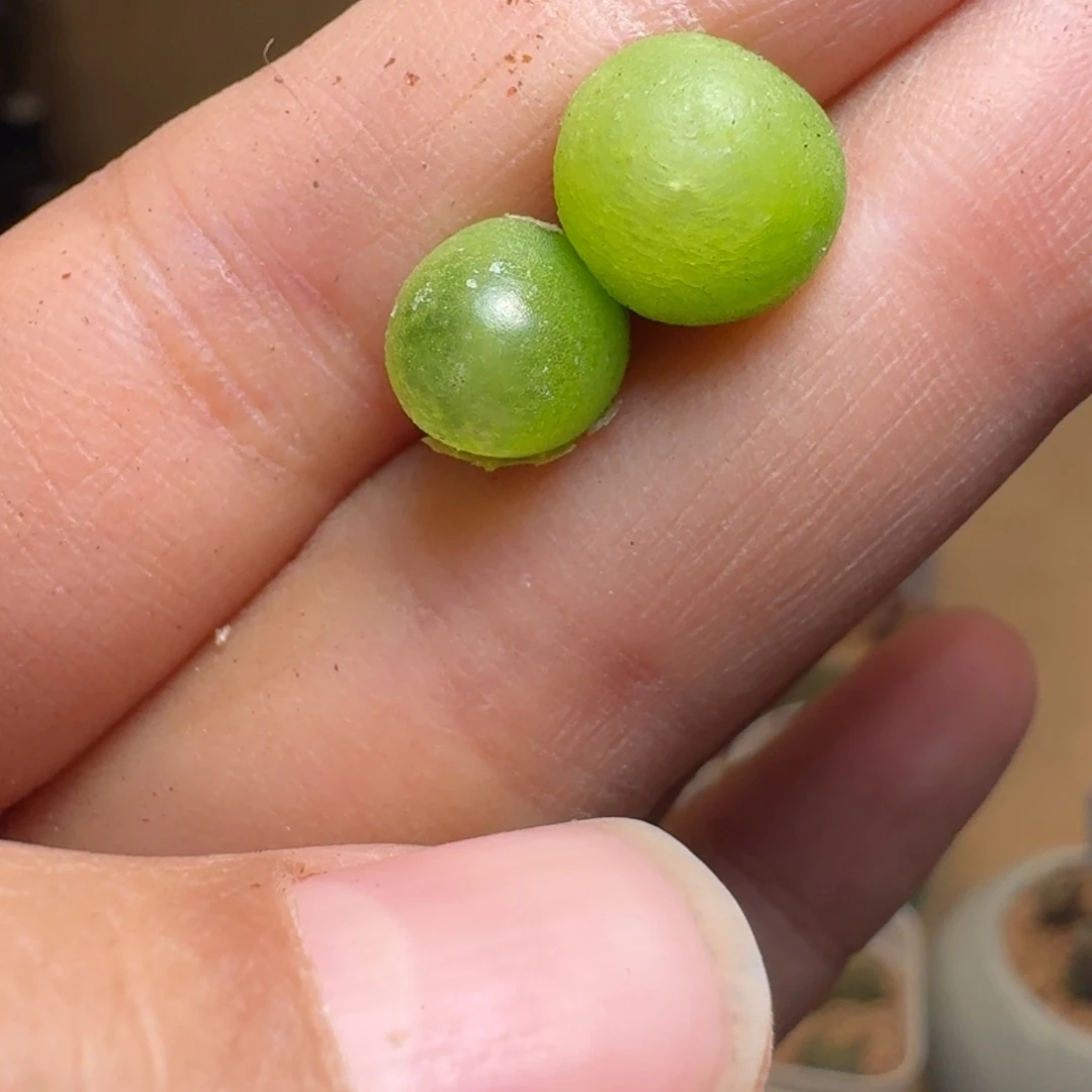 l****蔡24-302ppppoppppp