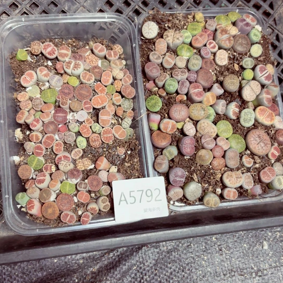 5792—生石花 生石花