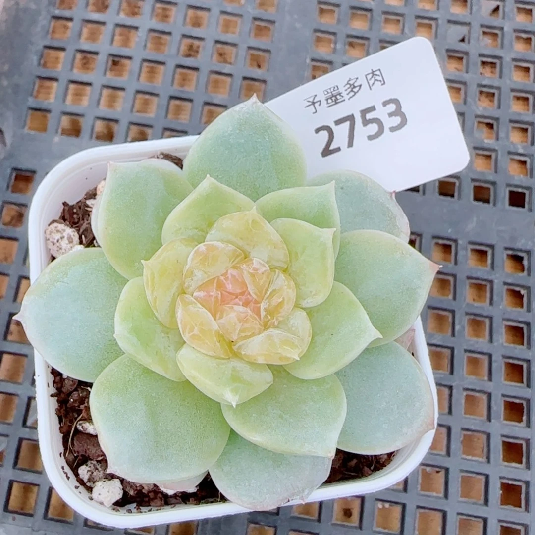 孤品，2753多肉植物