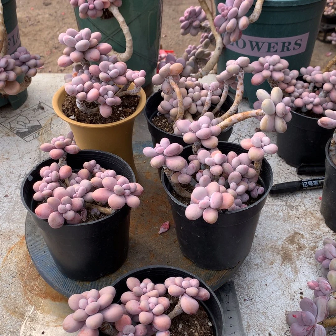 热****9桃蛋老桩一物一拍30号5颗