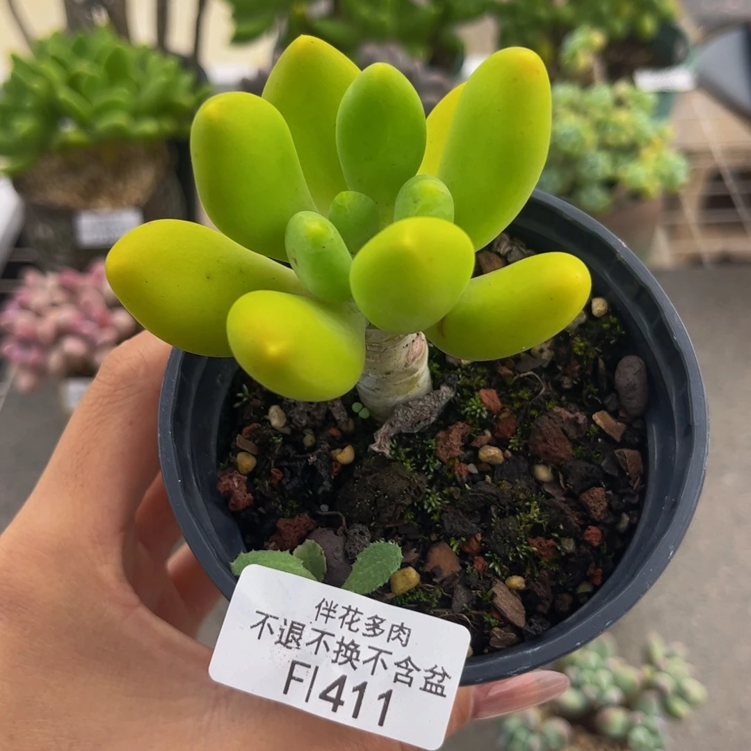 411-芒果奶多肉7cm