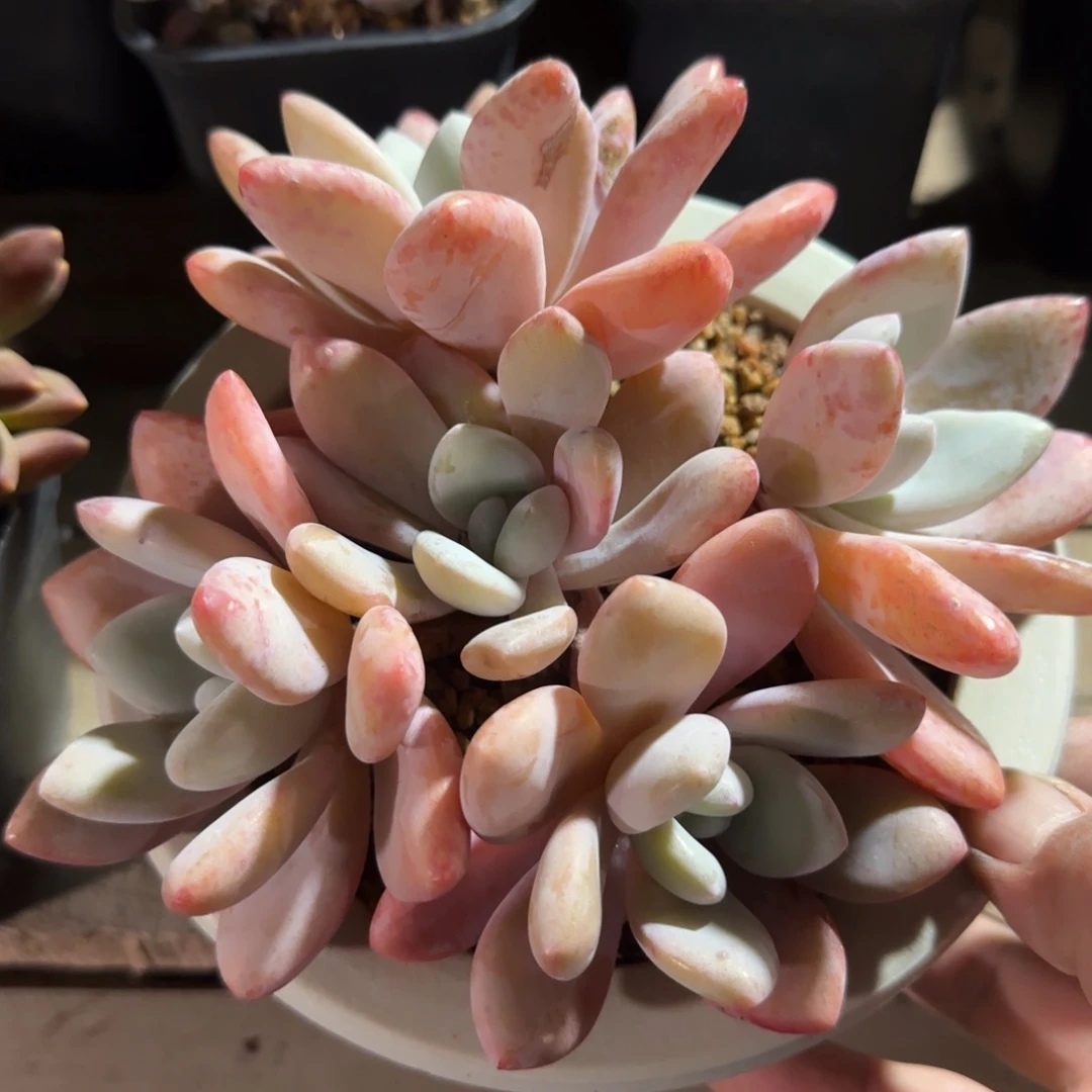 粉兔老桩多肉五十包邮