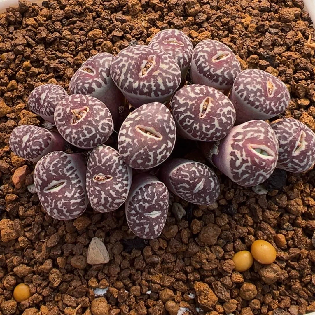 258多肉植物种类多样