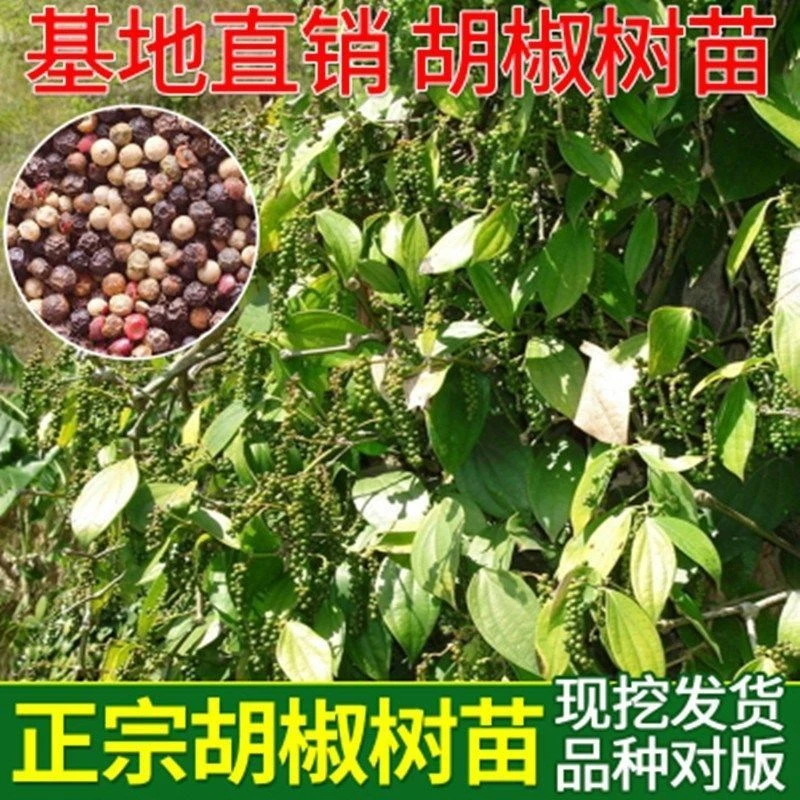 白胡椒树苗 黑胡椒苗 胡椒地栽苗盆栽都可以当年结果南北方种植