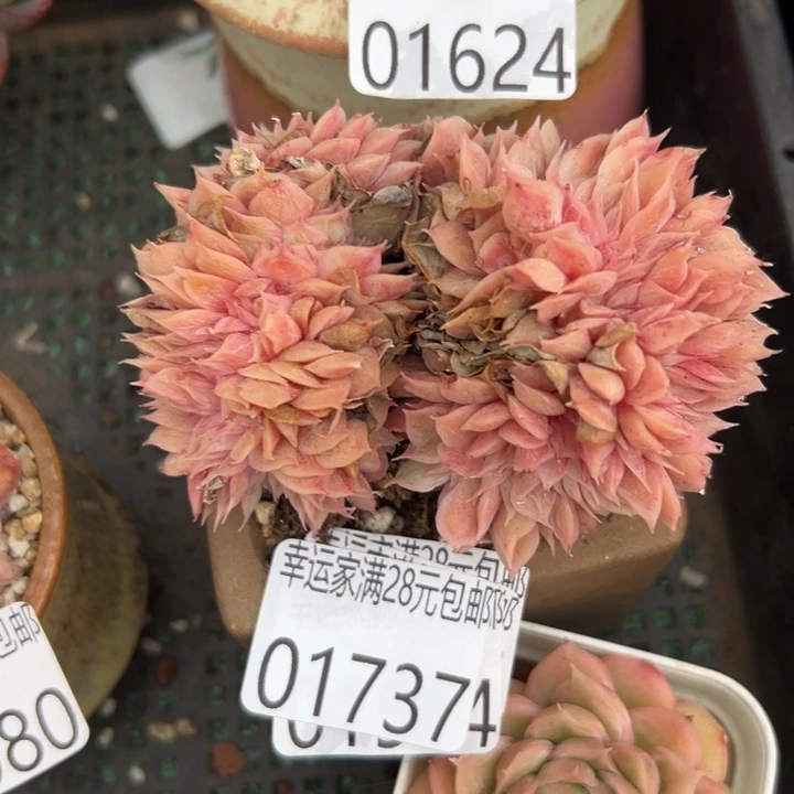 幸运的是你还没遇到幸运