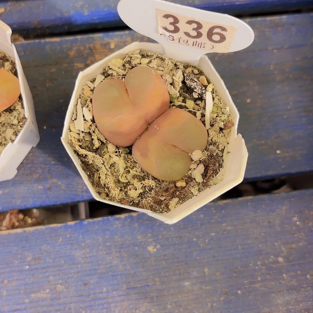 C336毛汗尼一物一拍