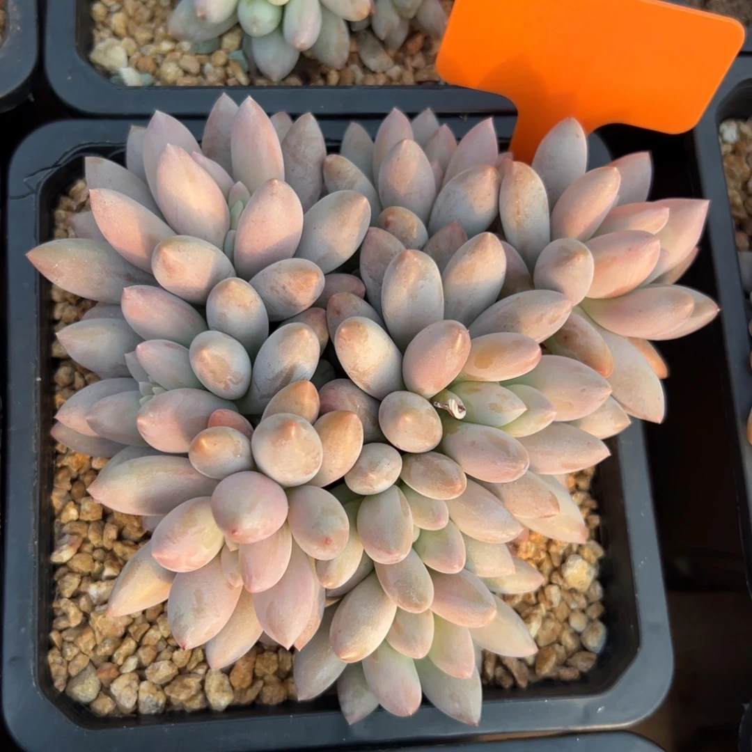 香所111111111111111