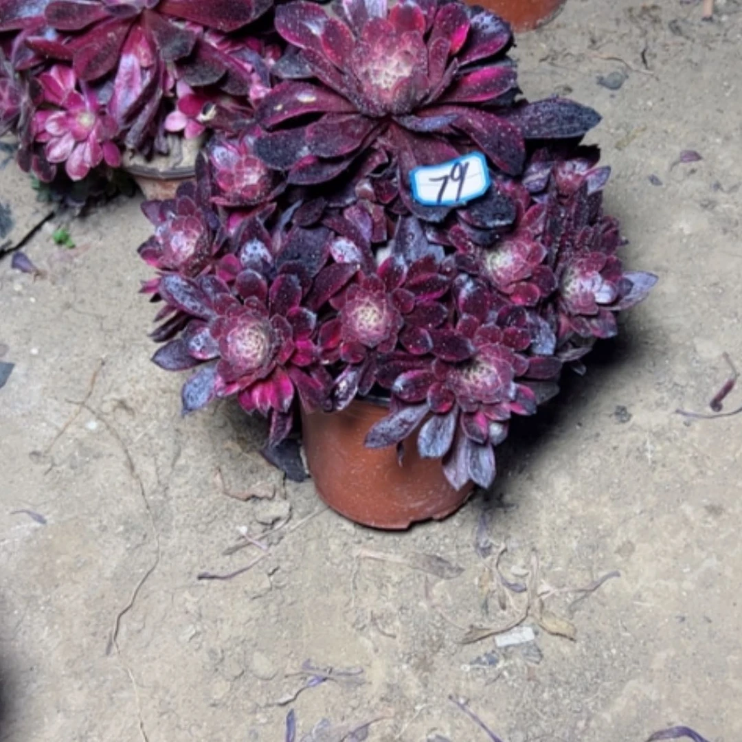 【闪购商品】康**华多肉植物胭花79