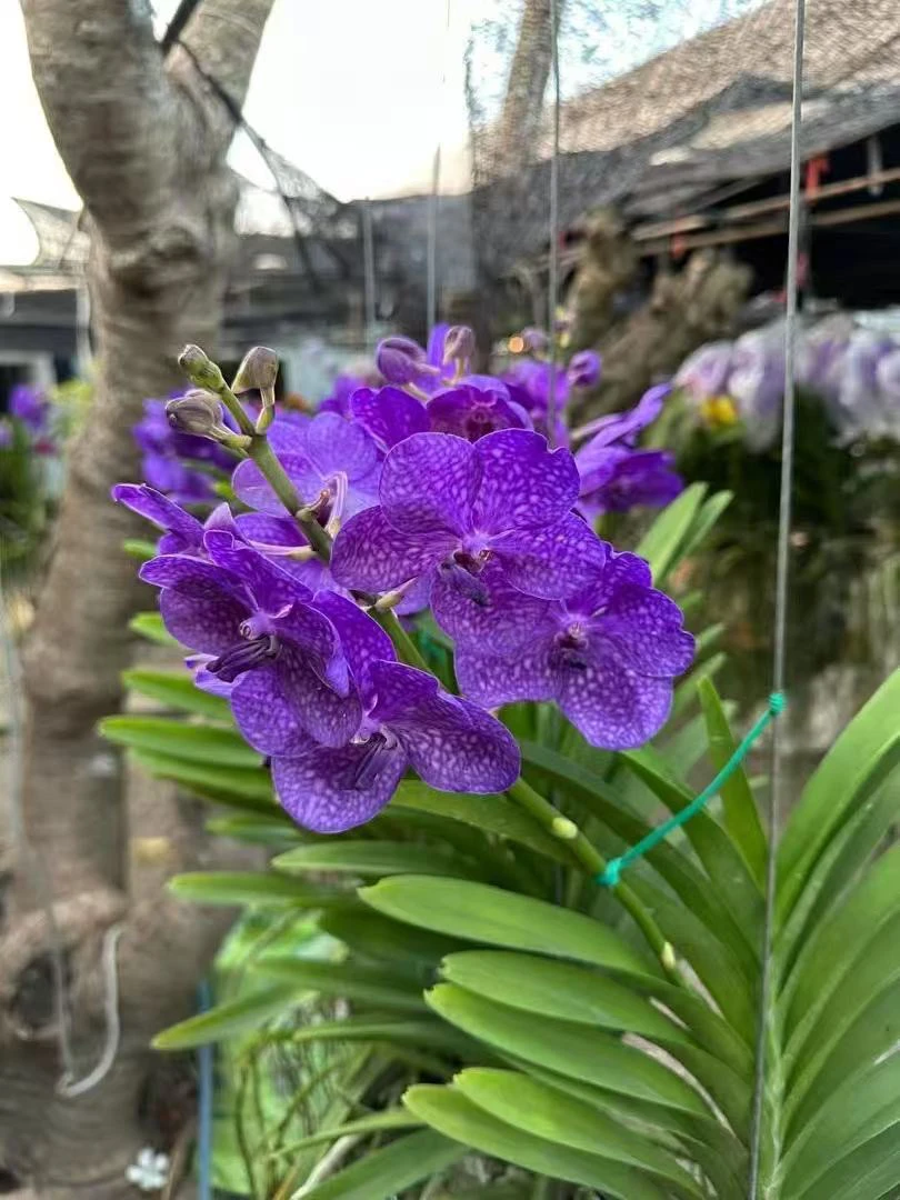 241到2260不保花不保花专属链接 请勿私拍 泰国万代兰