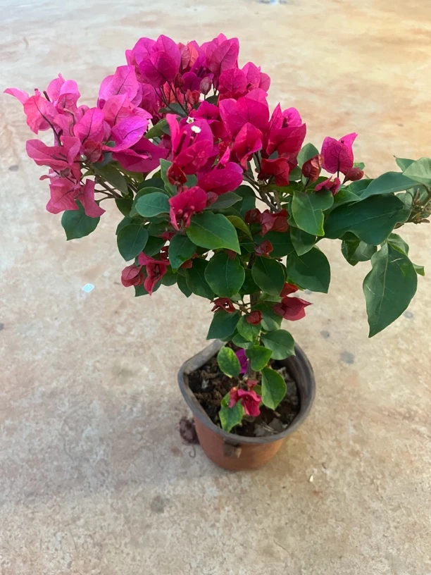 四季同安红原盆原土发货，掉花掉叶不售后