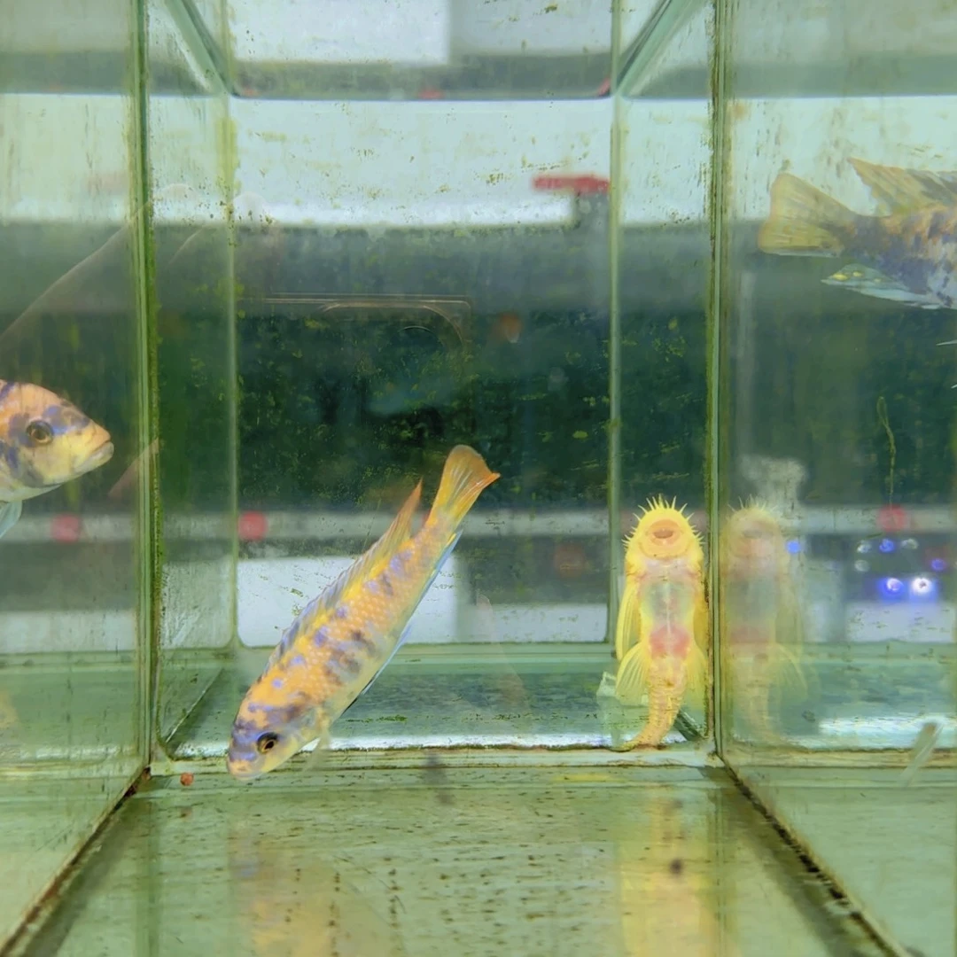 海水鱼哥337-马新杰mc