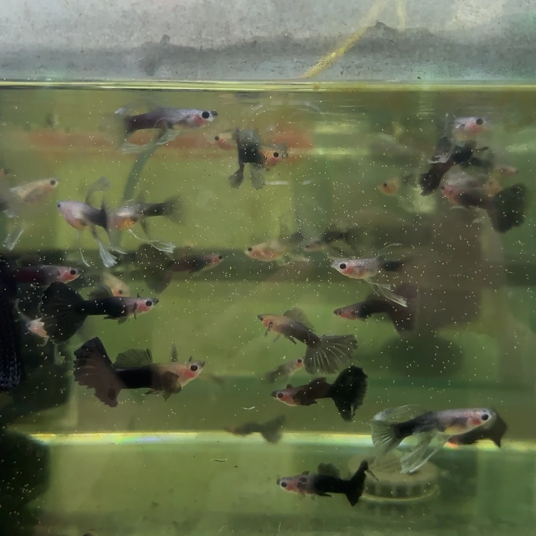 孔雀鱼蓝礼服玻璃猫C压成6条随机个别瑕疵