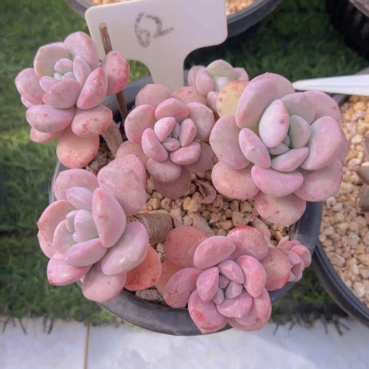 健健康康平平安安