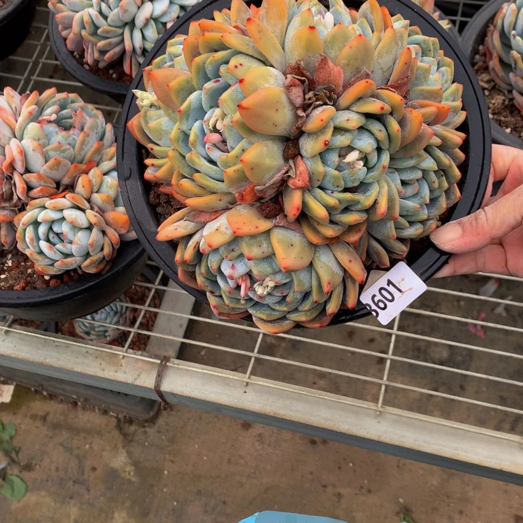 用****03601嗯嗯嗯我也觉得挺开心
