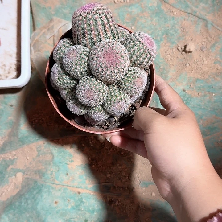 申****）干活哈哈哈哈哈哈