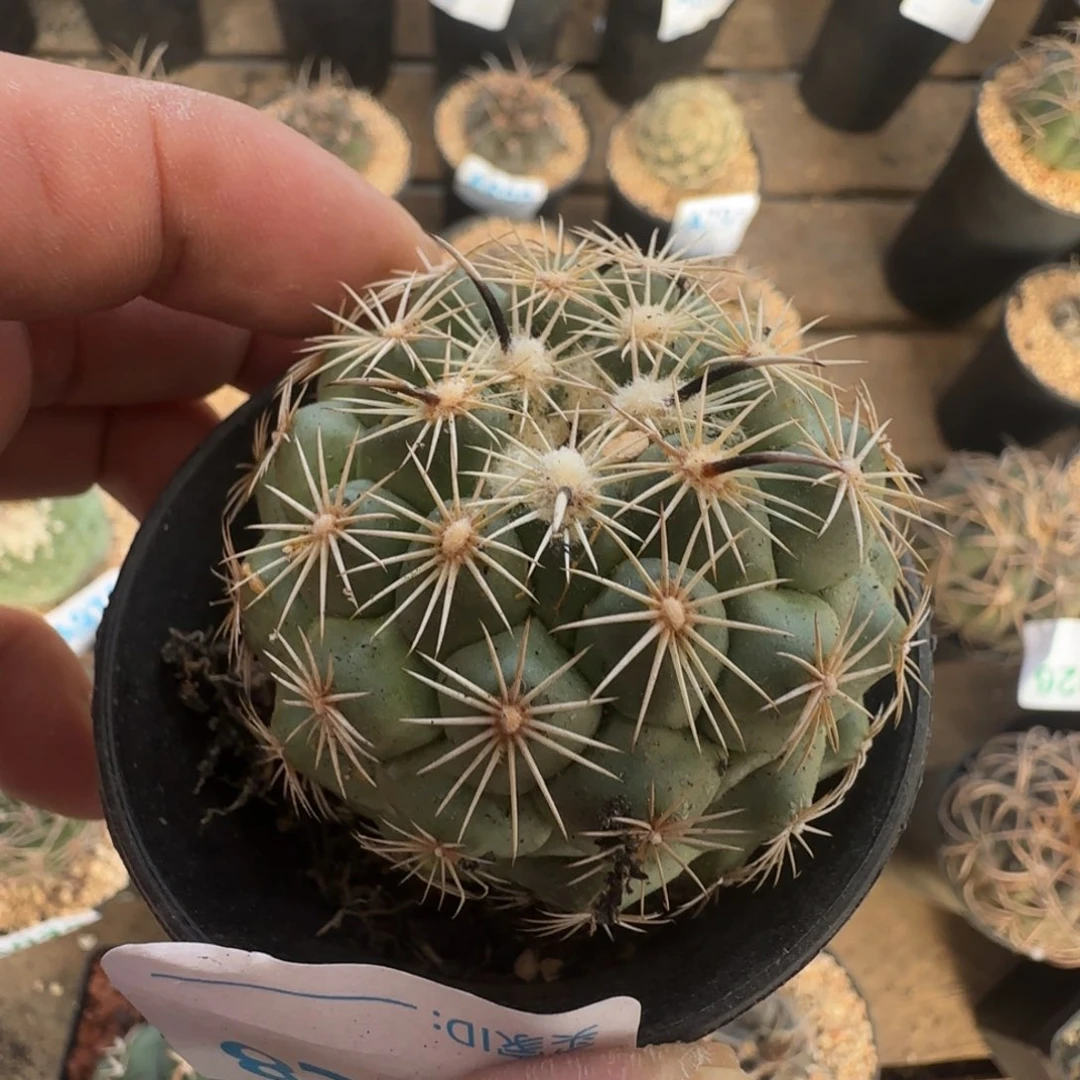 凤舞 实生仙人球928