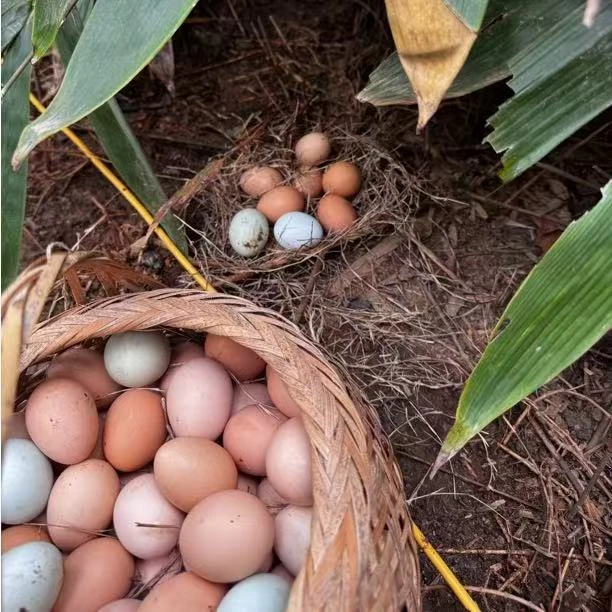 代包佬鸡蛋新鲜现捡现发农家初生蛋正宗深山散养土鸡蛋草鸡蛋50枚