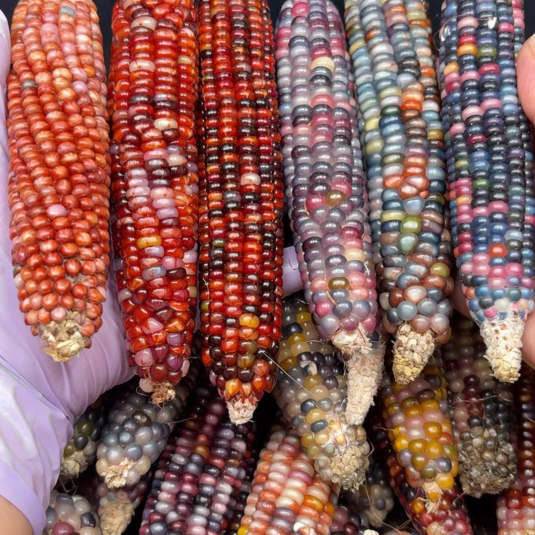 柏香籽/百香籽吊坠贤**忙