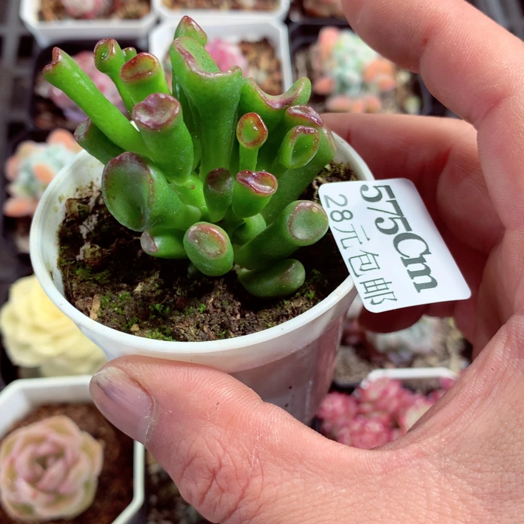 5厘米盆精控多肉575