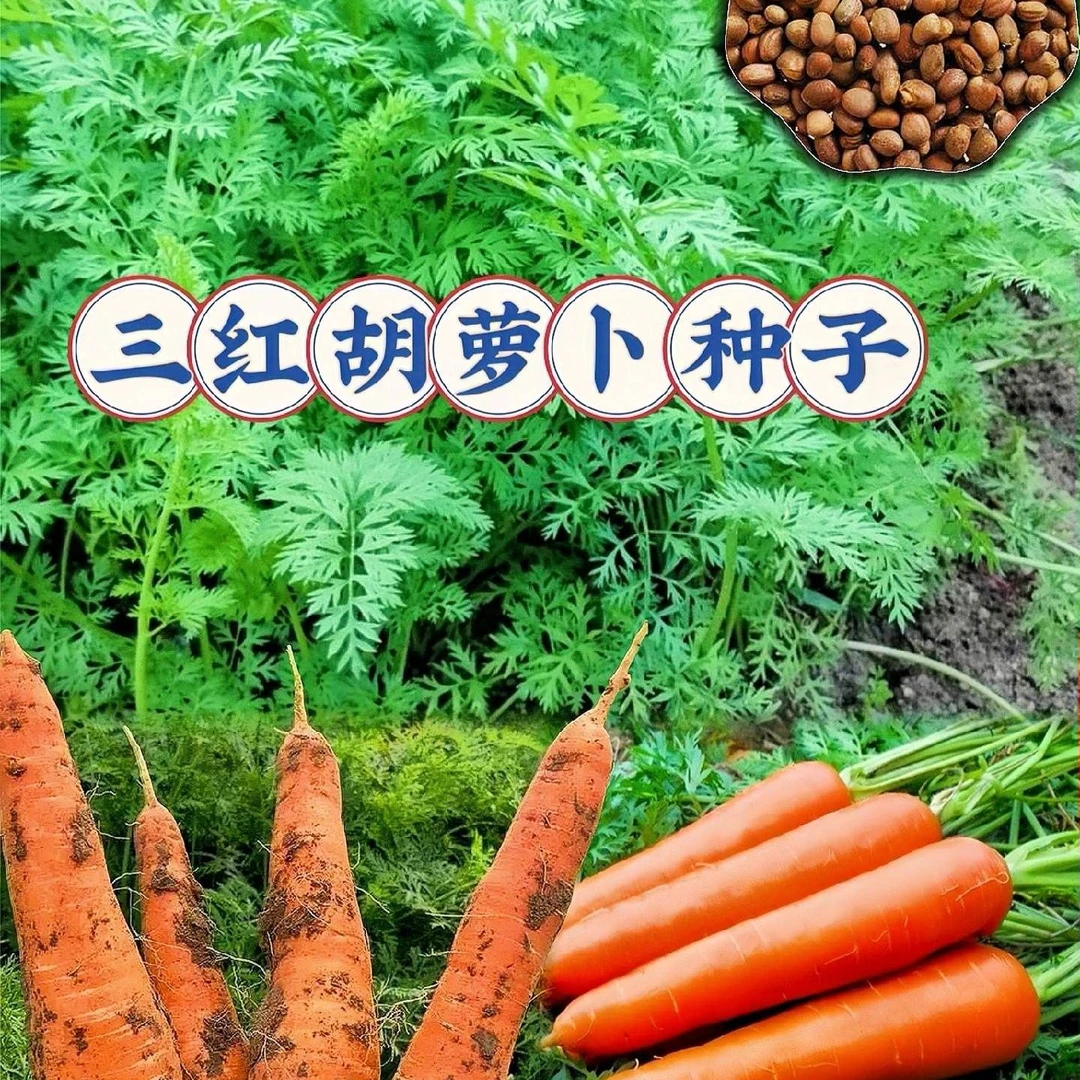 正宗胡萝卜种子三红胡萝卜种子高产水果胡萝卜种子专卖蔬菜种子