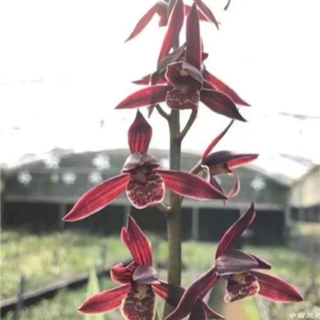 墨兰铭品（南山红）两苗草特壮 脱盆裸根发货