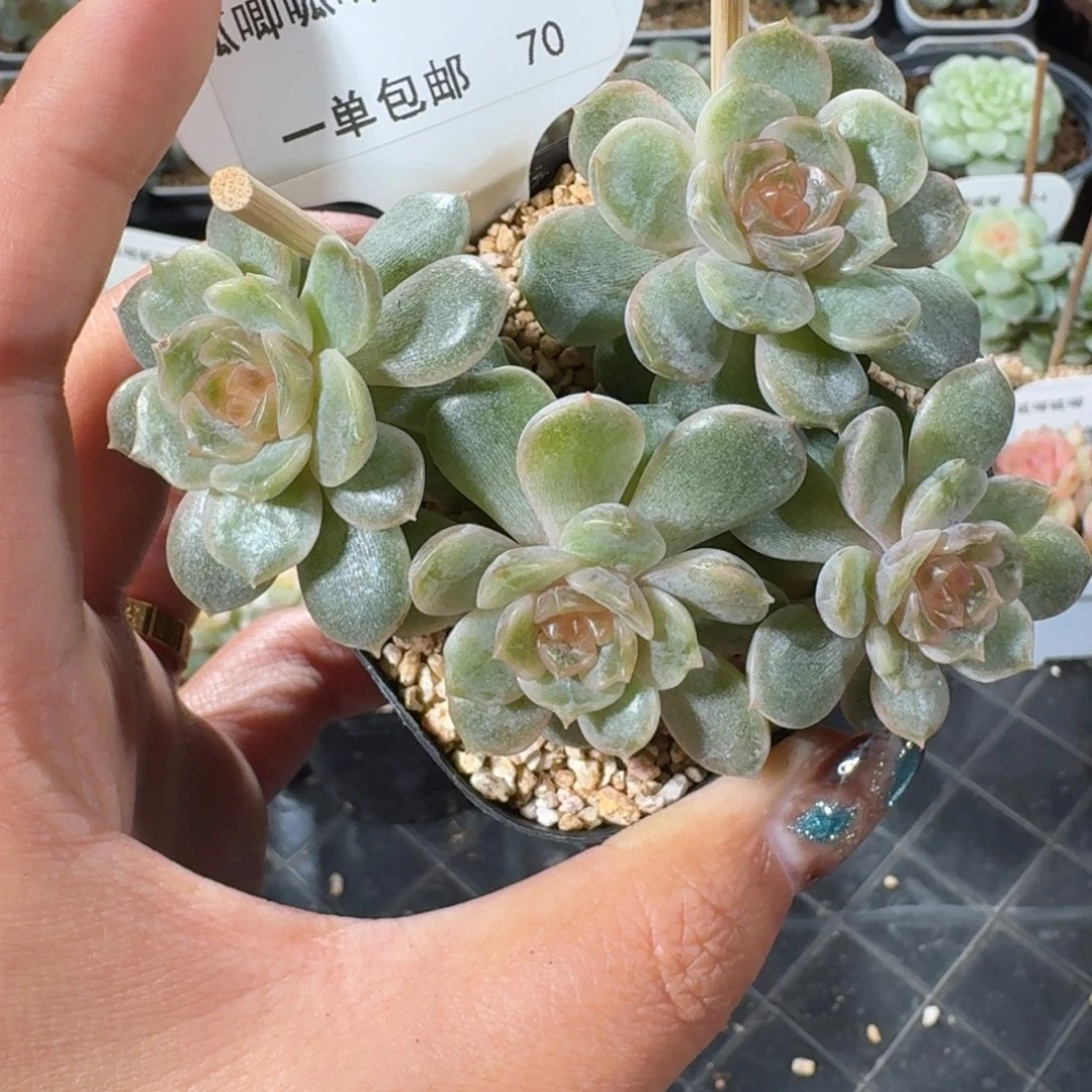 1014-070-彩色恋人群一颗F