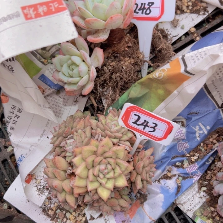 风****A242韩版象牙群29一物一拍