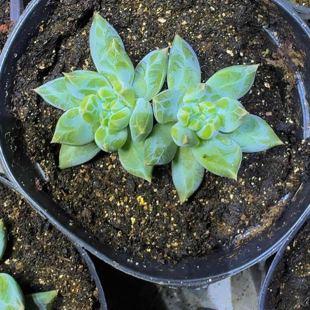 青禾 美人 一物一拍