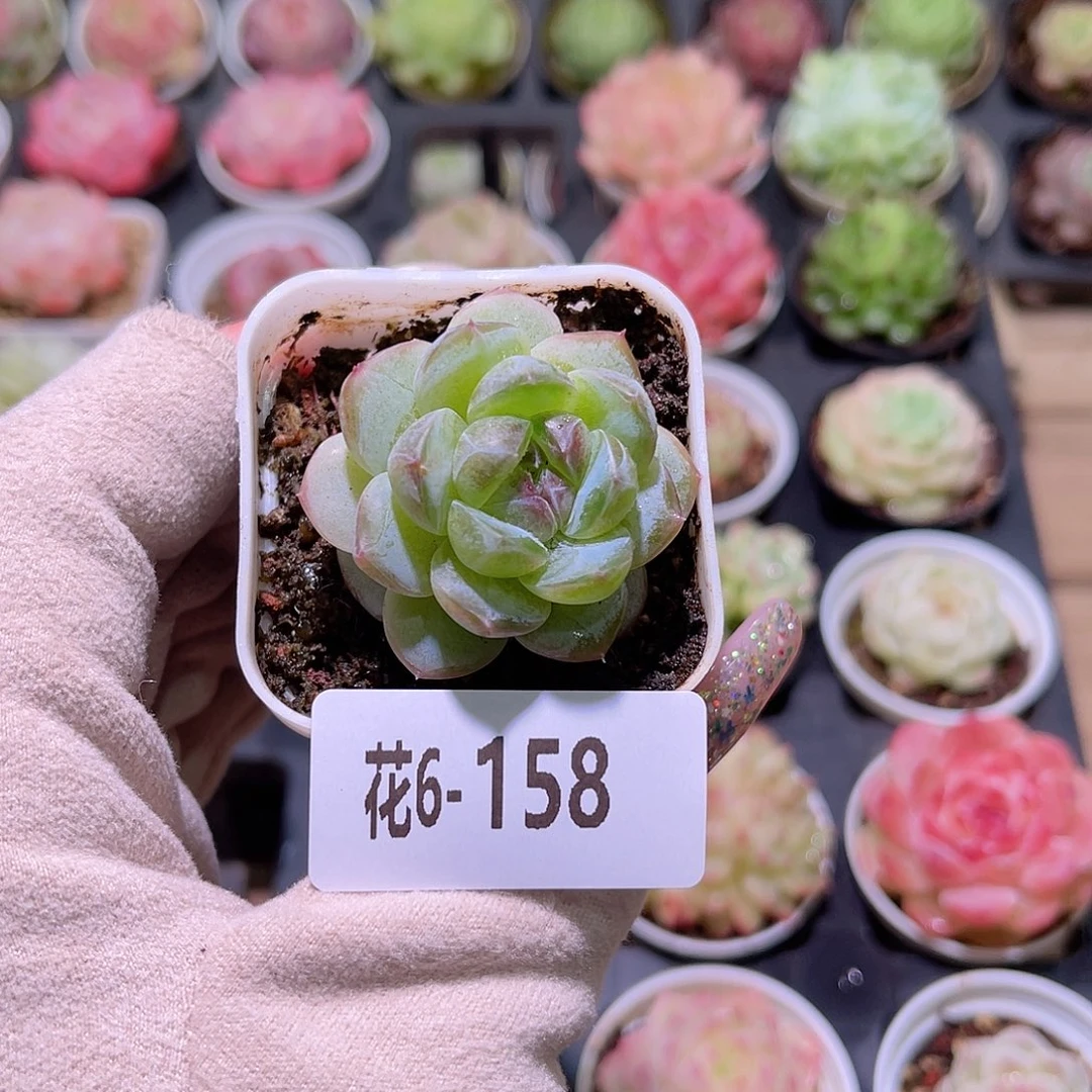 花利美6-158新品单头