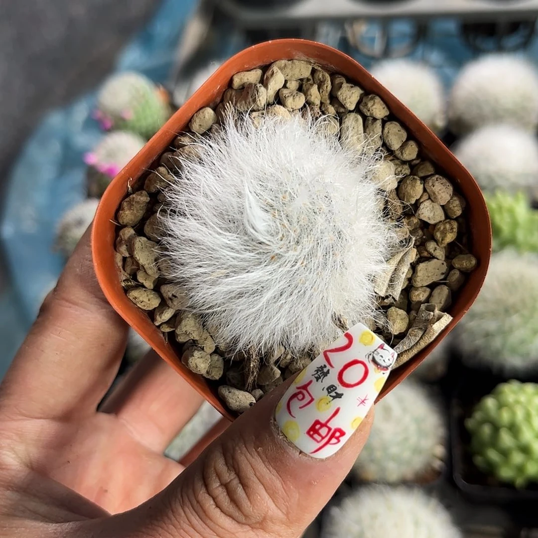 无刺丽光殿单头发货有根