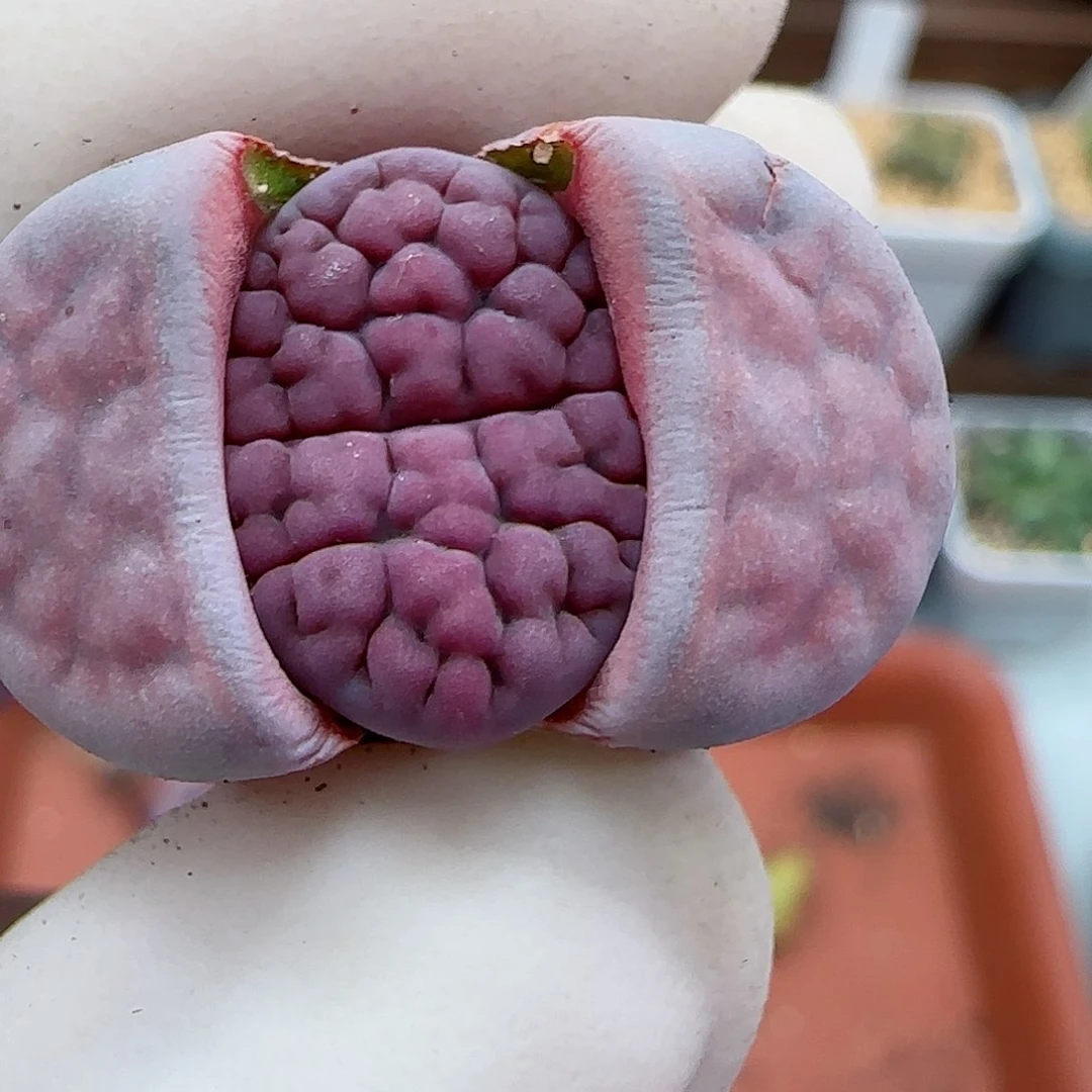 922阿克玫瑰福利