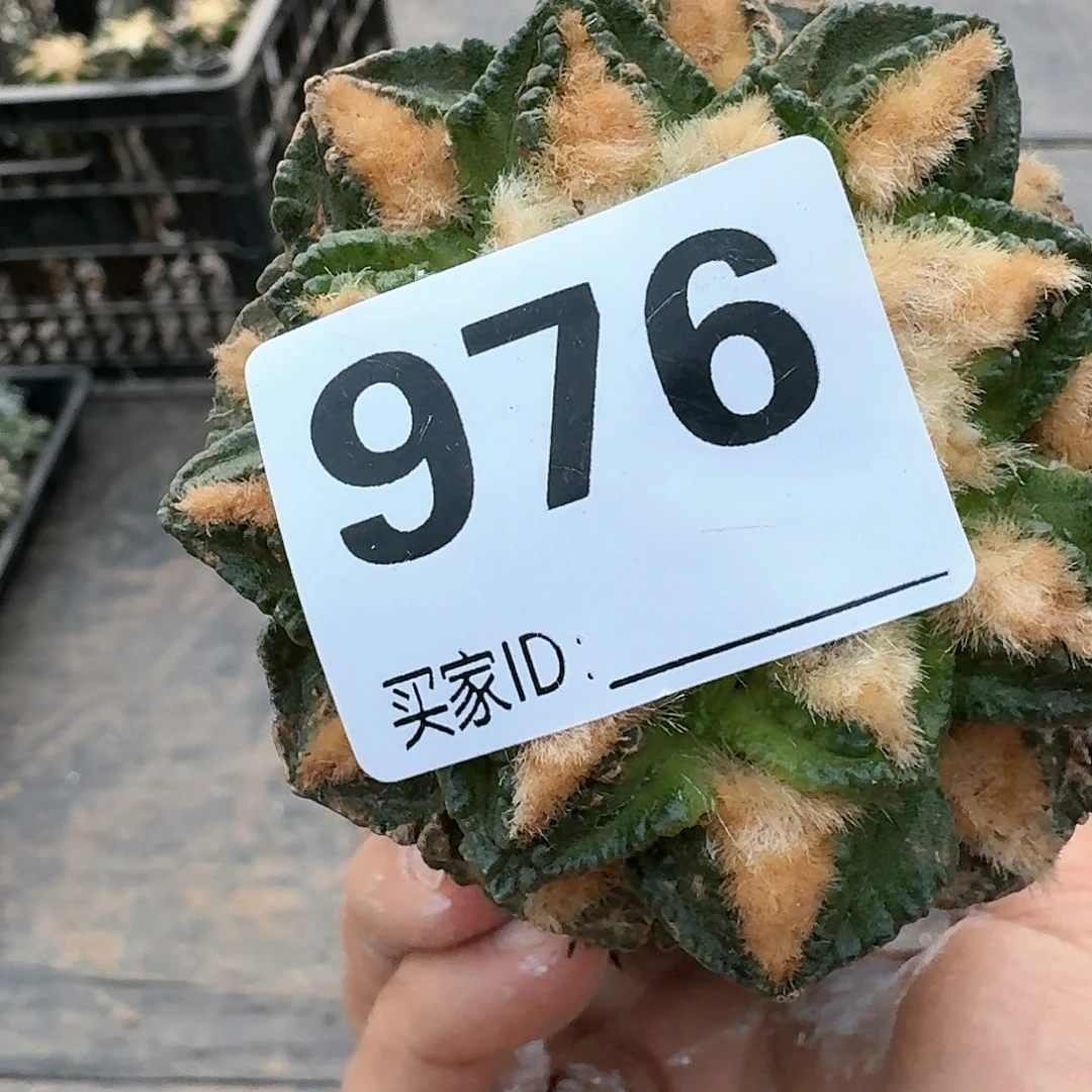 【闪购商品】无花朵徳*天辛顿976