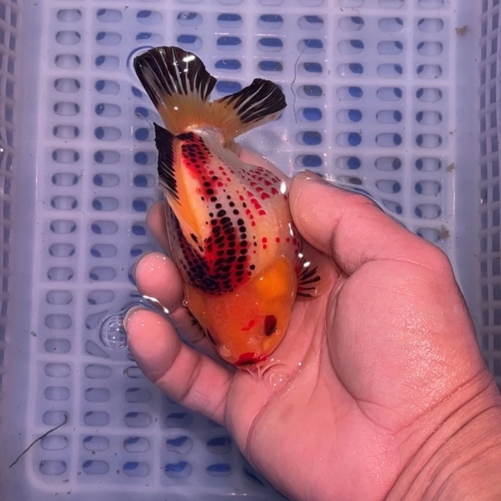 龙睛金鱼渔场直销玛丽金鱼