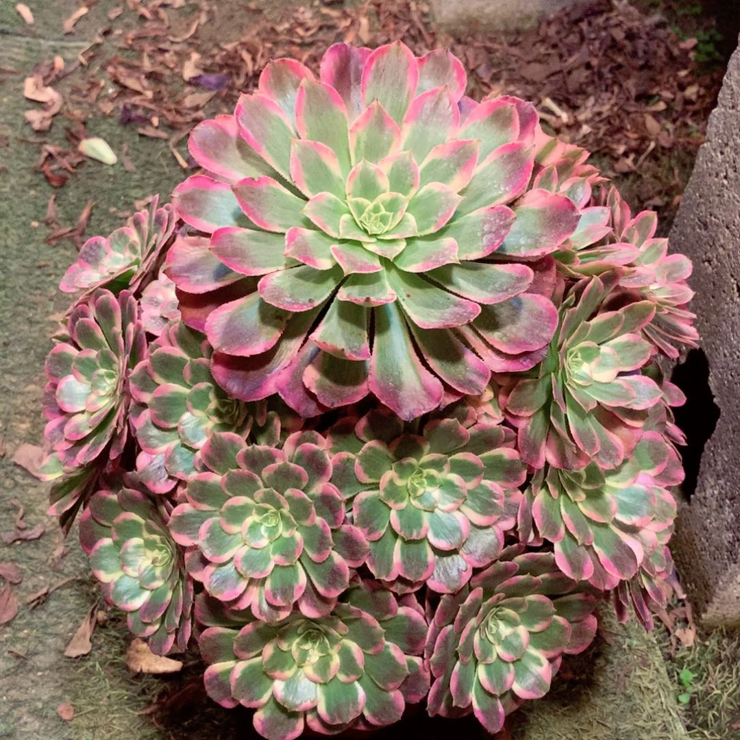 霁月捧花，多肉植物
