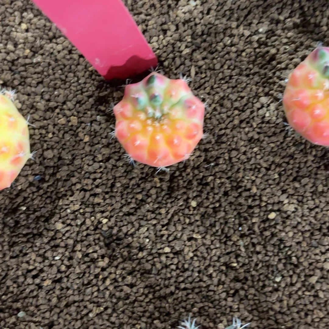L729-0102泰国发货 太阳皇冠