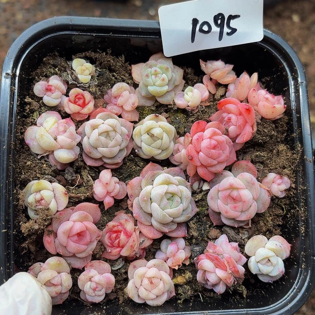 多肉植物多肉植物1095