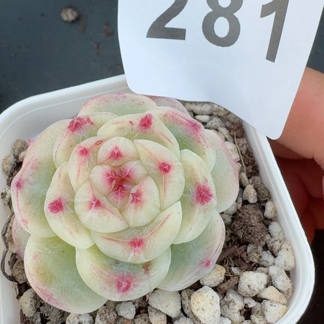 白雪         精品多肉