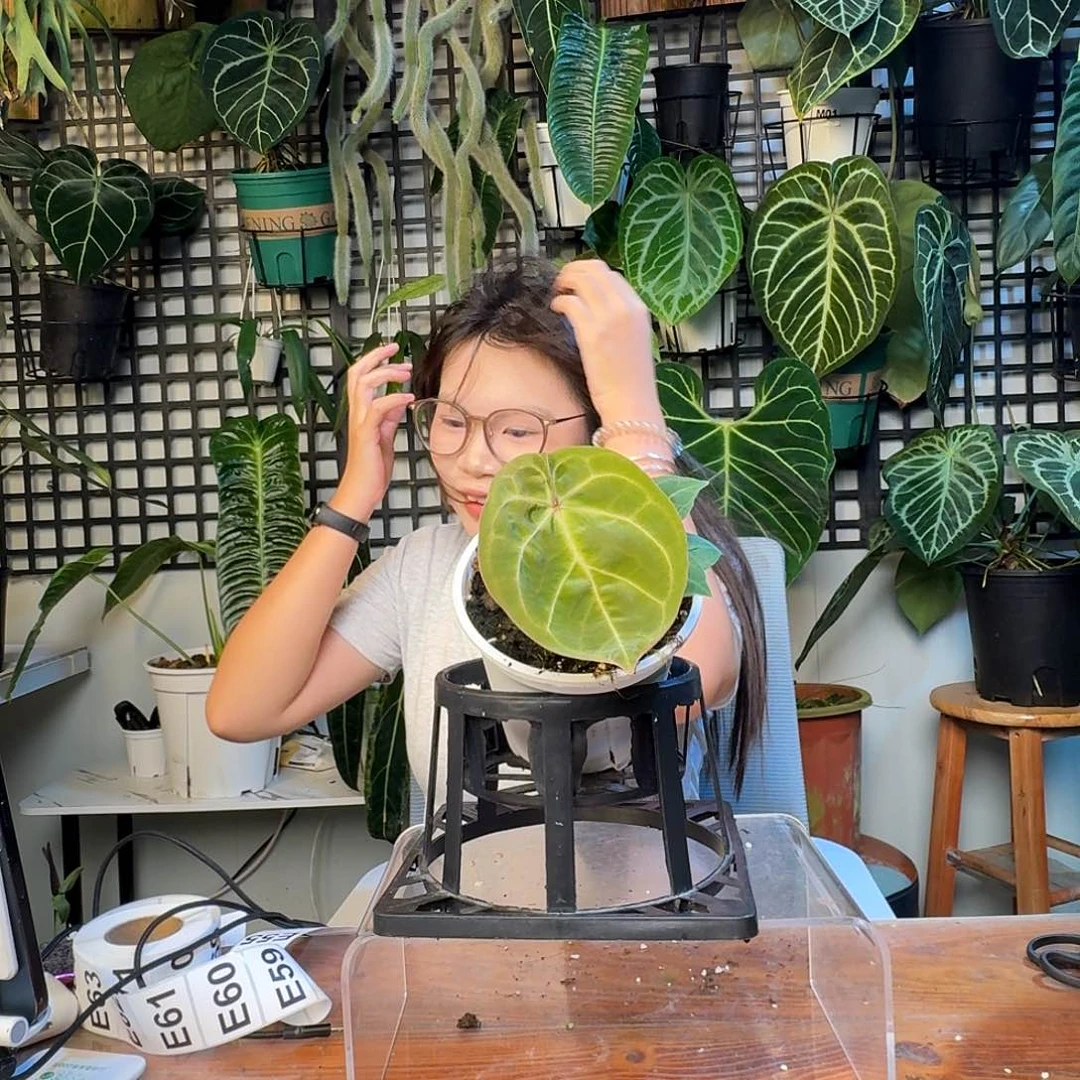 无花朵一物一拍E48