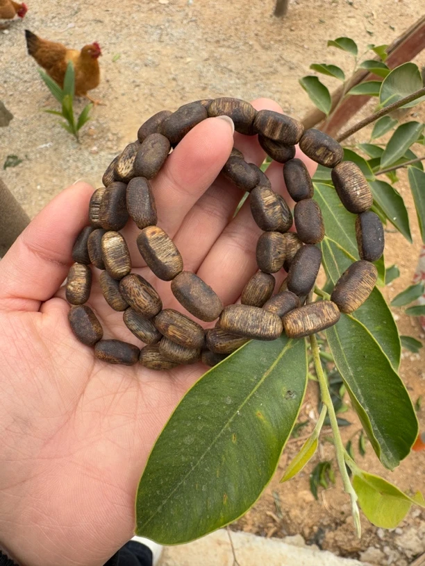 多样性发1 奇楠沉香 虫