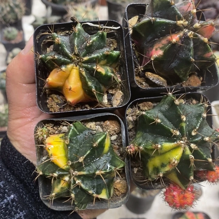 实生牡丹锦四颗特价