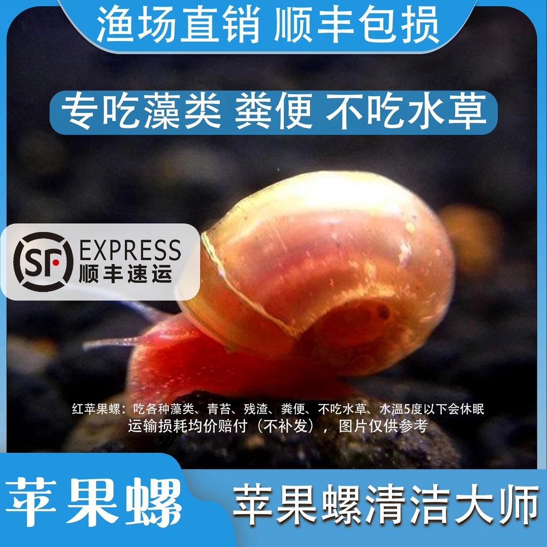 苹果螺除藻螺观赏螺鱼缸清洁螺吃藻螺斑马螺黄金螺吃粪工具淡水螺