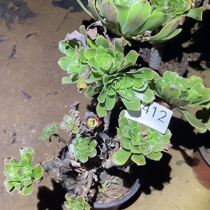 多肉植物法师不包断枝412原始绿