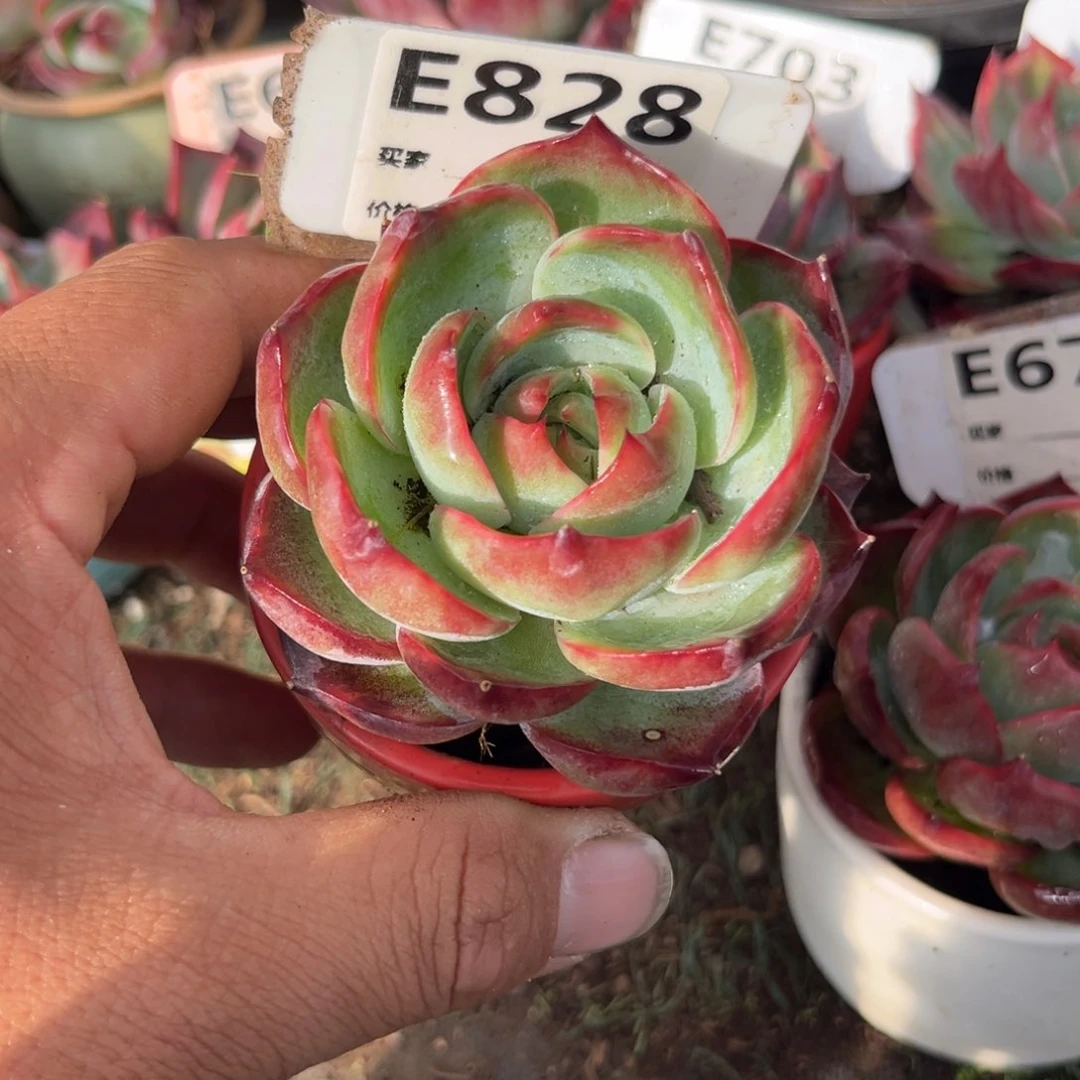 惊鸿一瞥828号多肉