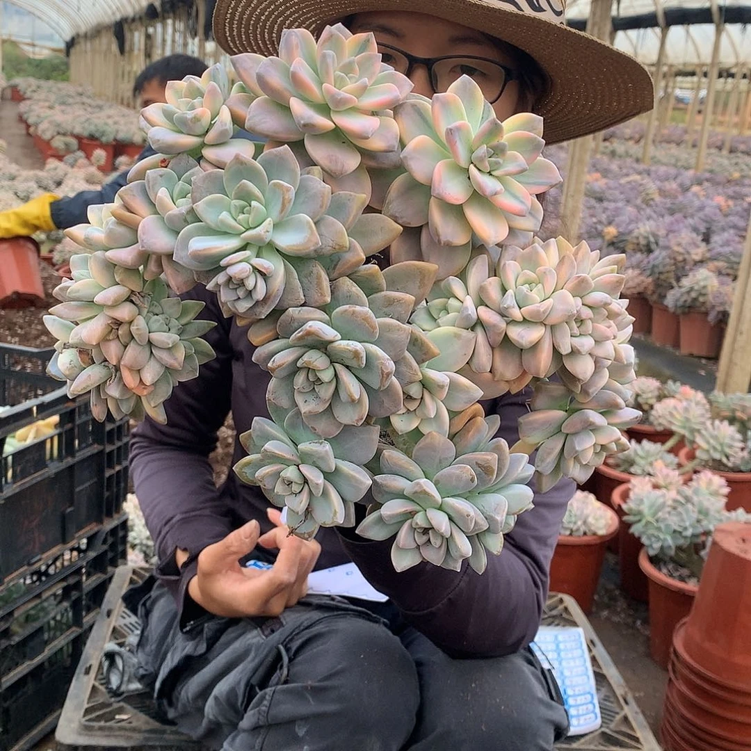 873 淡雪锦缀化 一物一拍