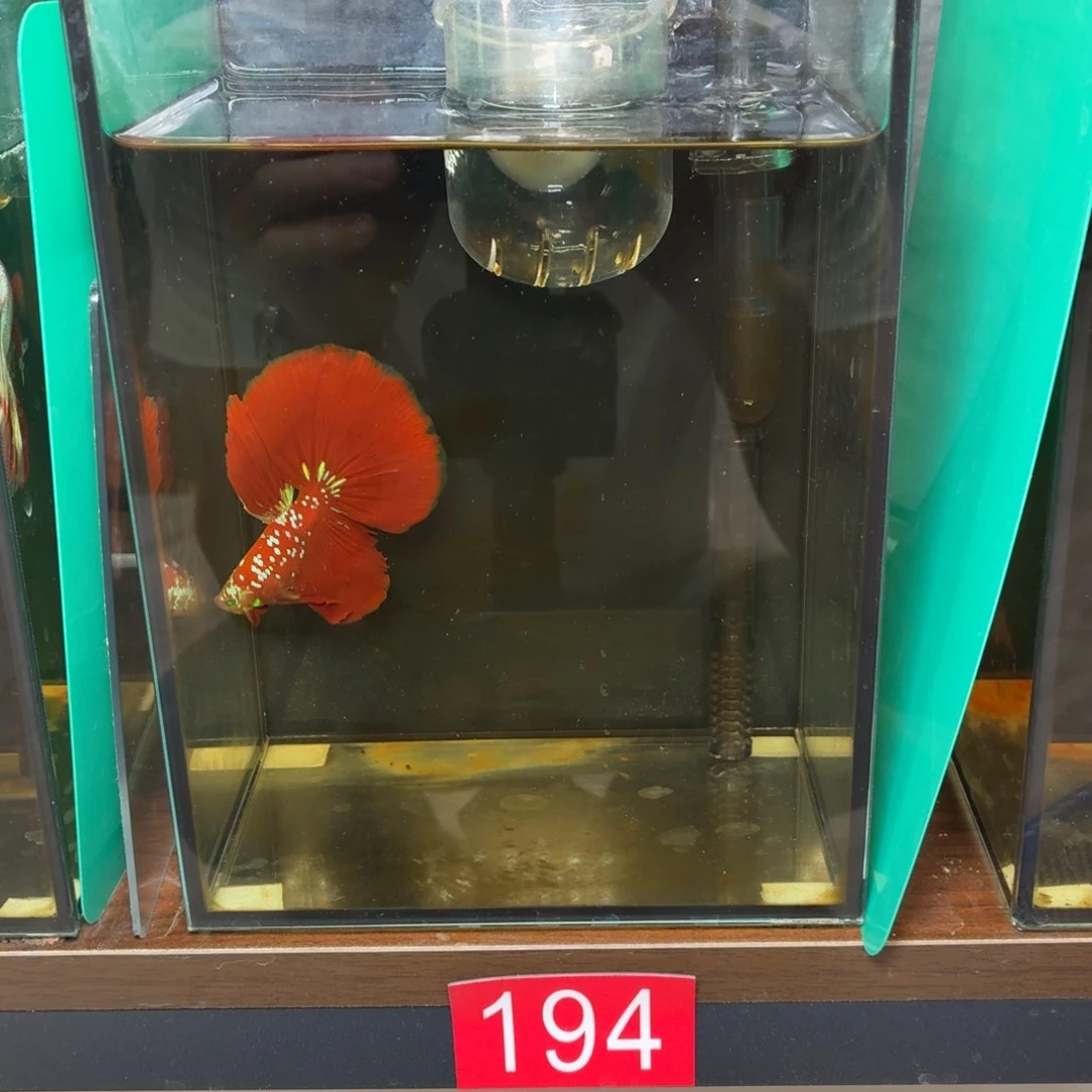 斗鱼彩金绿魔半月