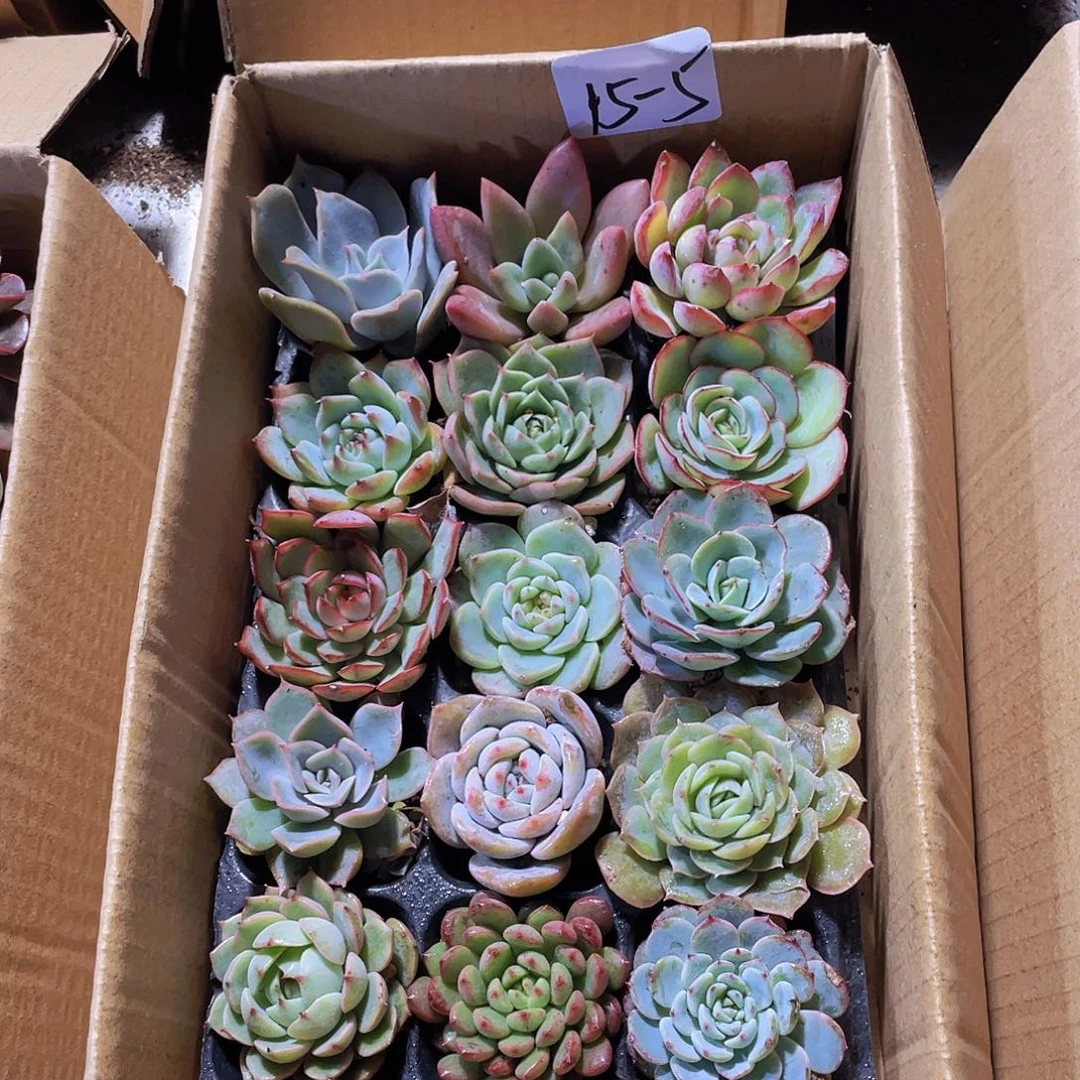 15颗-5号约4-5厘米