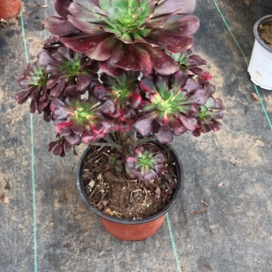 小***师无花朵花蝴蝶法师多肉植物002号