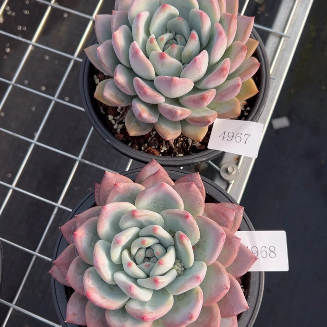 雨***！4967 4968拍肉肉肉肉肉肉