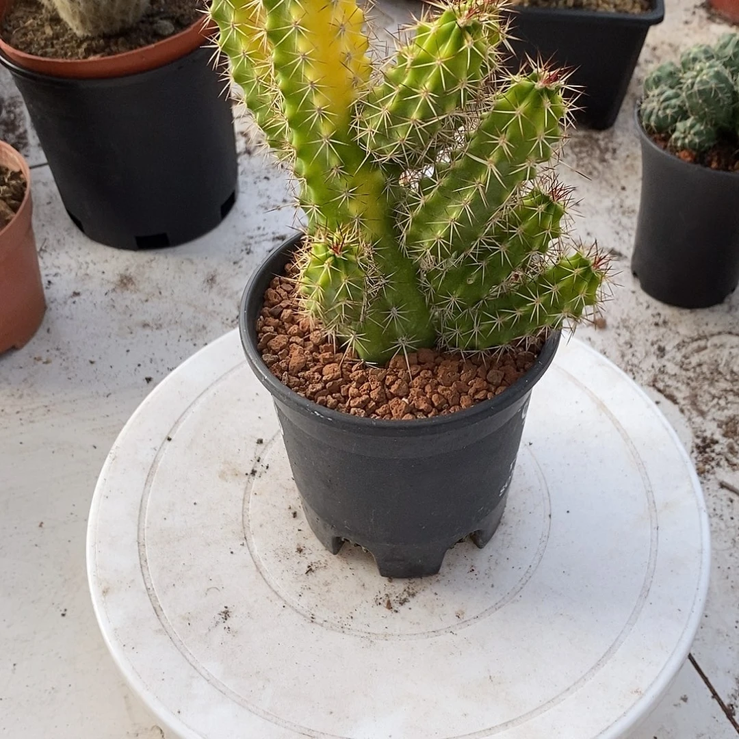 未***期完全开放虾锦仙人球仙人掌