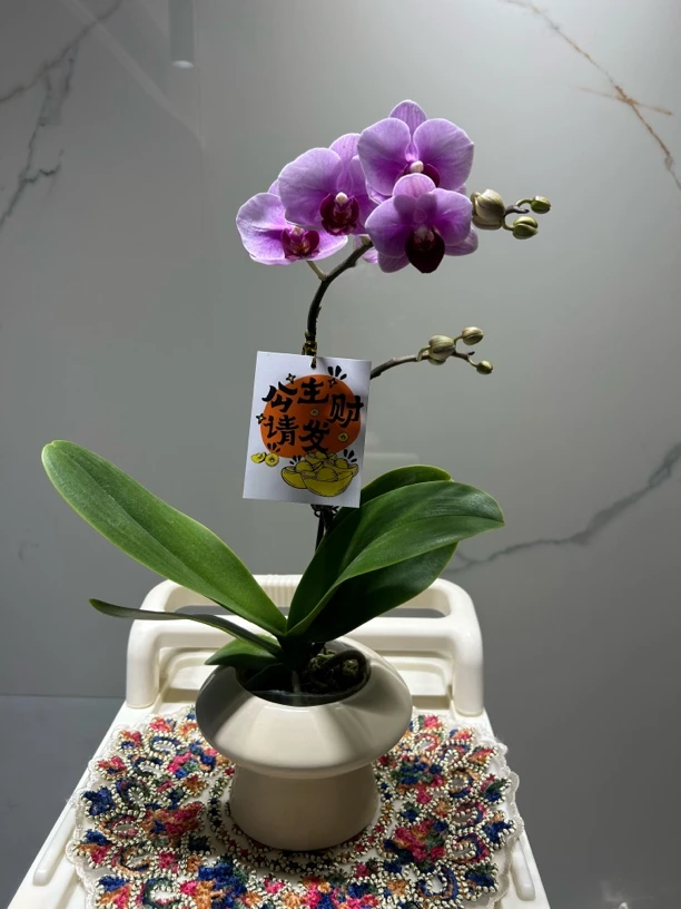 年宵花【 宝贝·桌面艺术盆景】精品蝴蝶兰室内花卉高雅轻奢高级盆栽